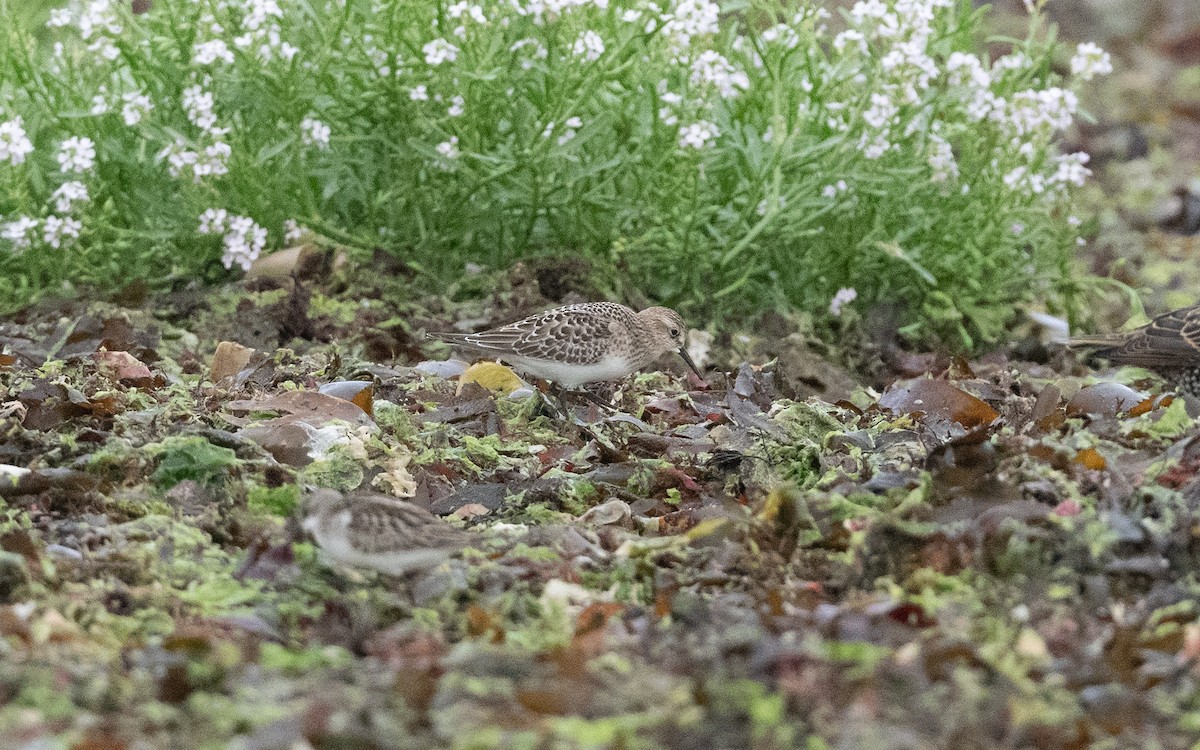 Baird's Sandpiper - ML641611116