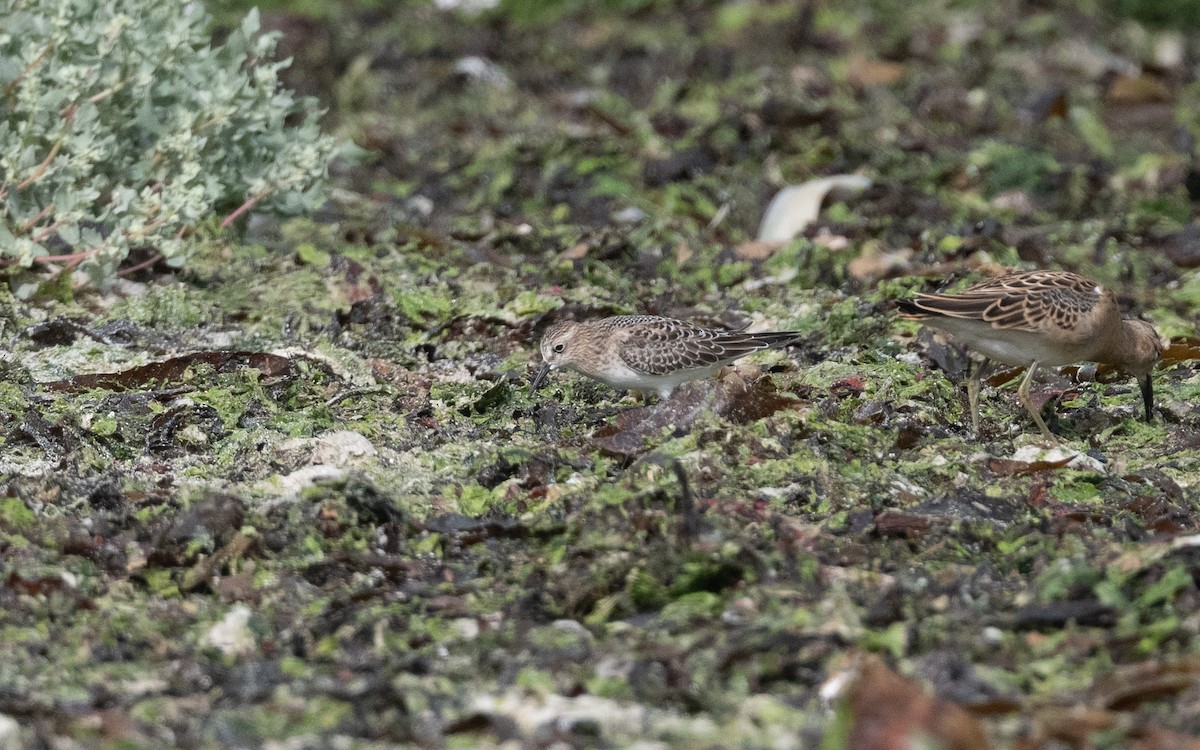 Baird's Sandpiper - ML641611117