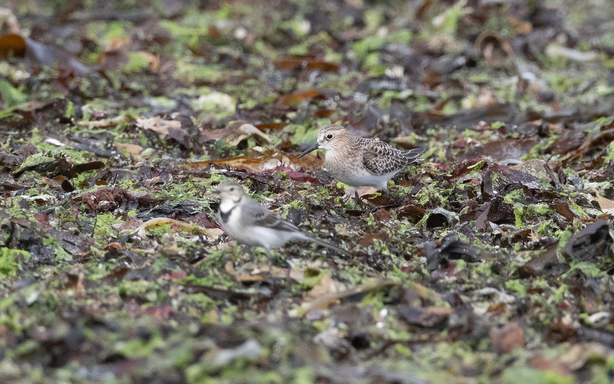Baird's Sandpiper - ML641611118