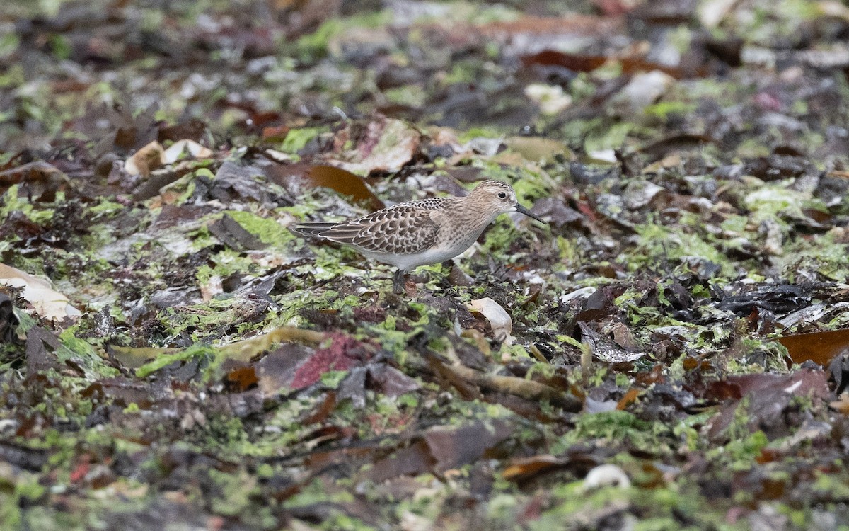 Baird's Sandpiper - ML641611119