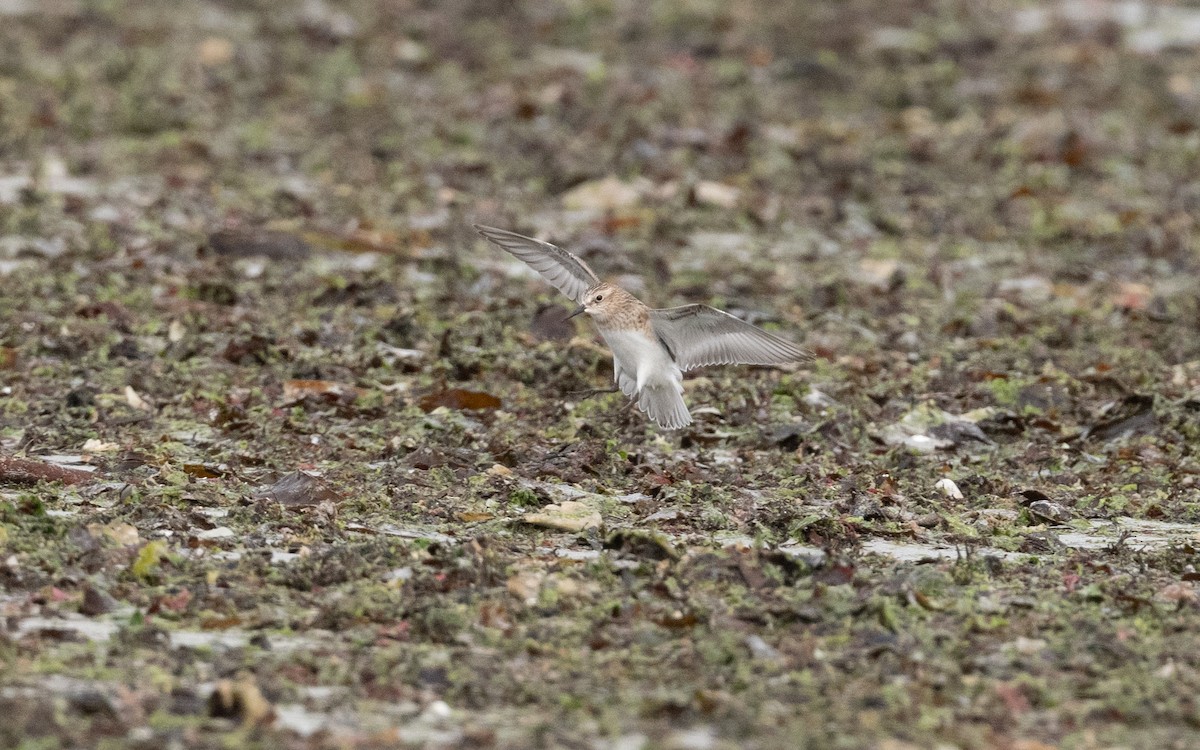 Baird's Sandpiper - ML641611120