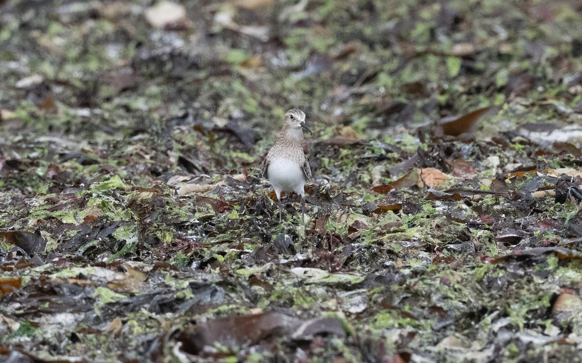 Baird's Sandpiper - ML641611121