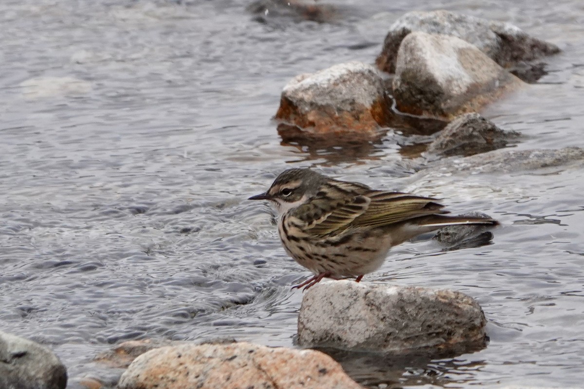 Rosy Pipit - ML641611228