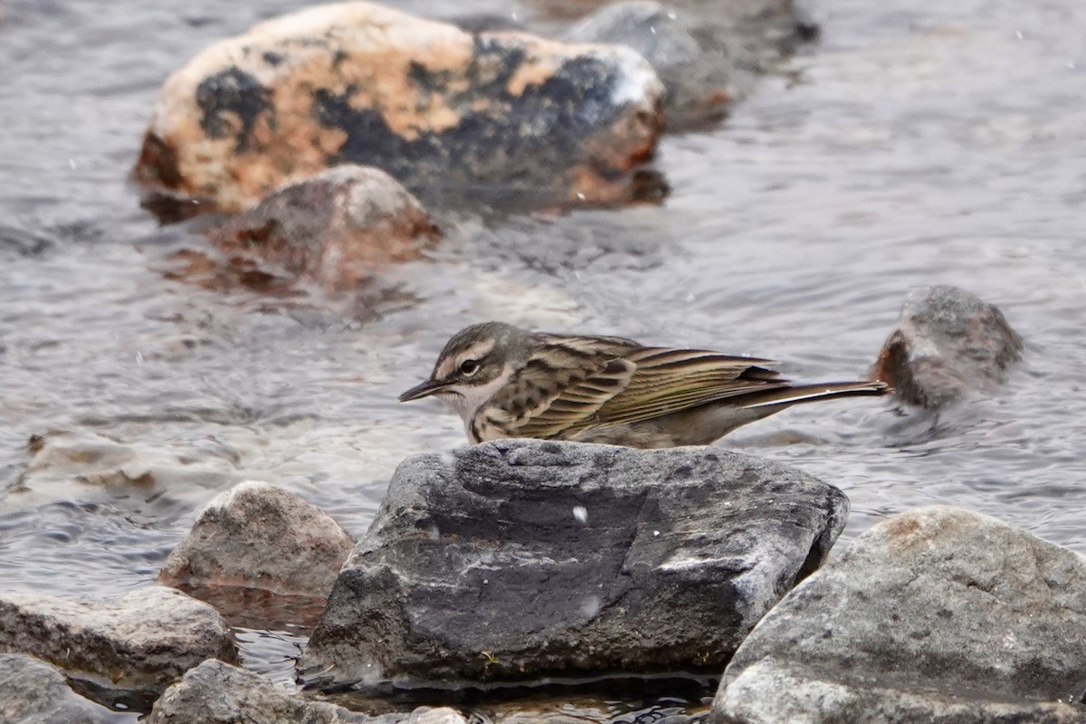 Rosy Pipit - ML641611229