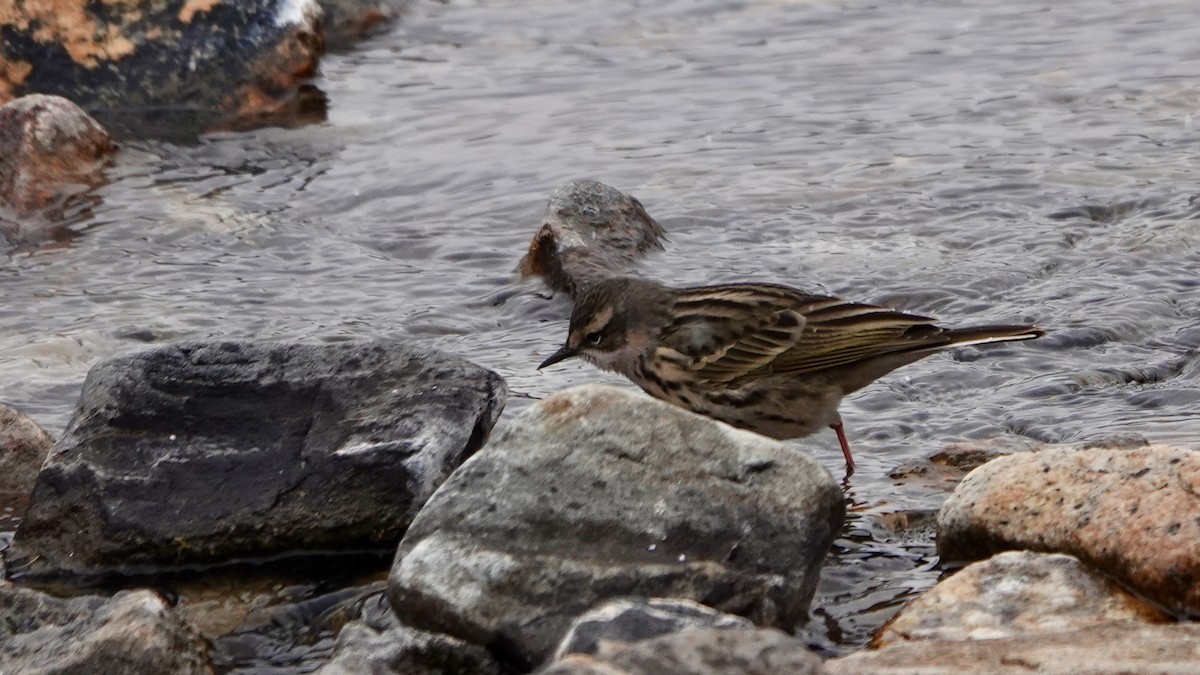 Rosy Pipit - ML641611230