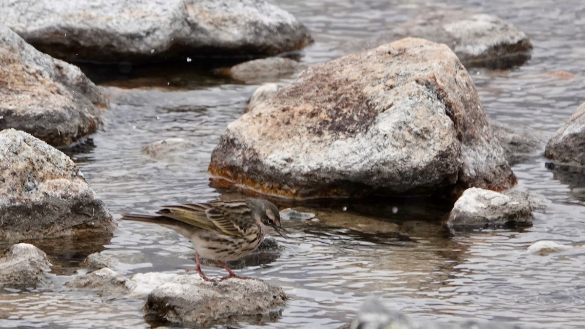 Rosy Pipit - ML641611231