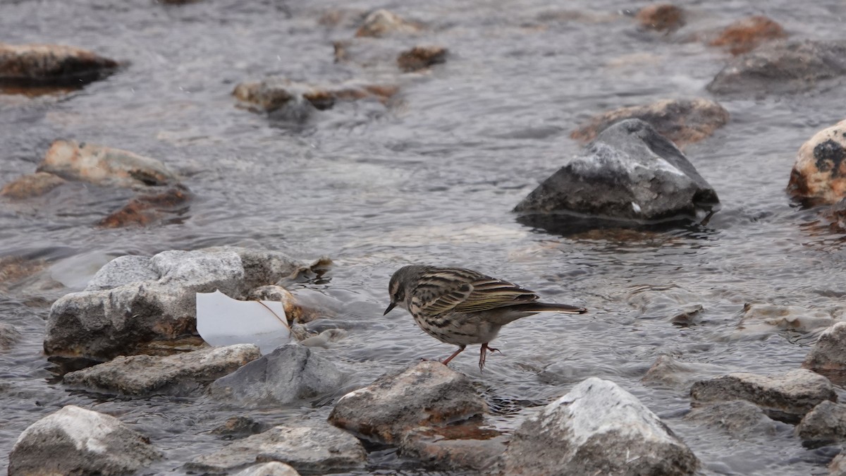 Rosy Pipit - ML641611233