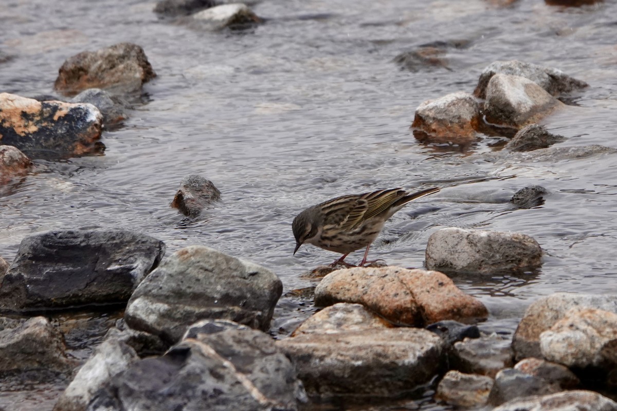 Rosy Pipit - ML641611234