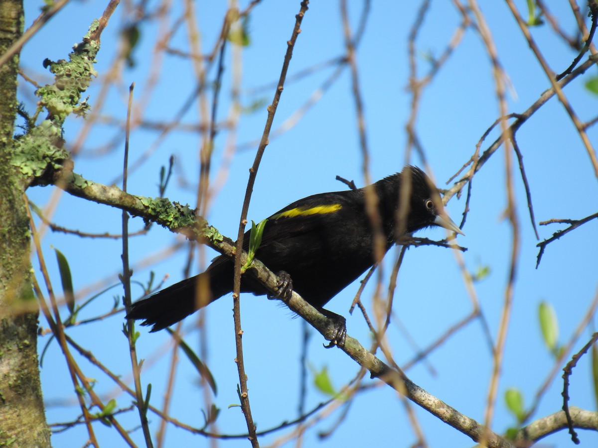 Golden-winged Cacique - ML641611270