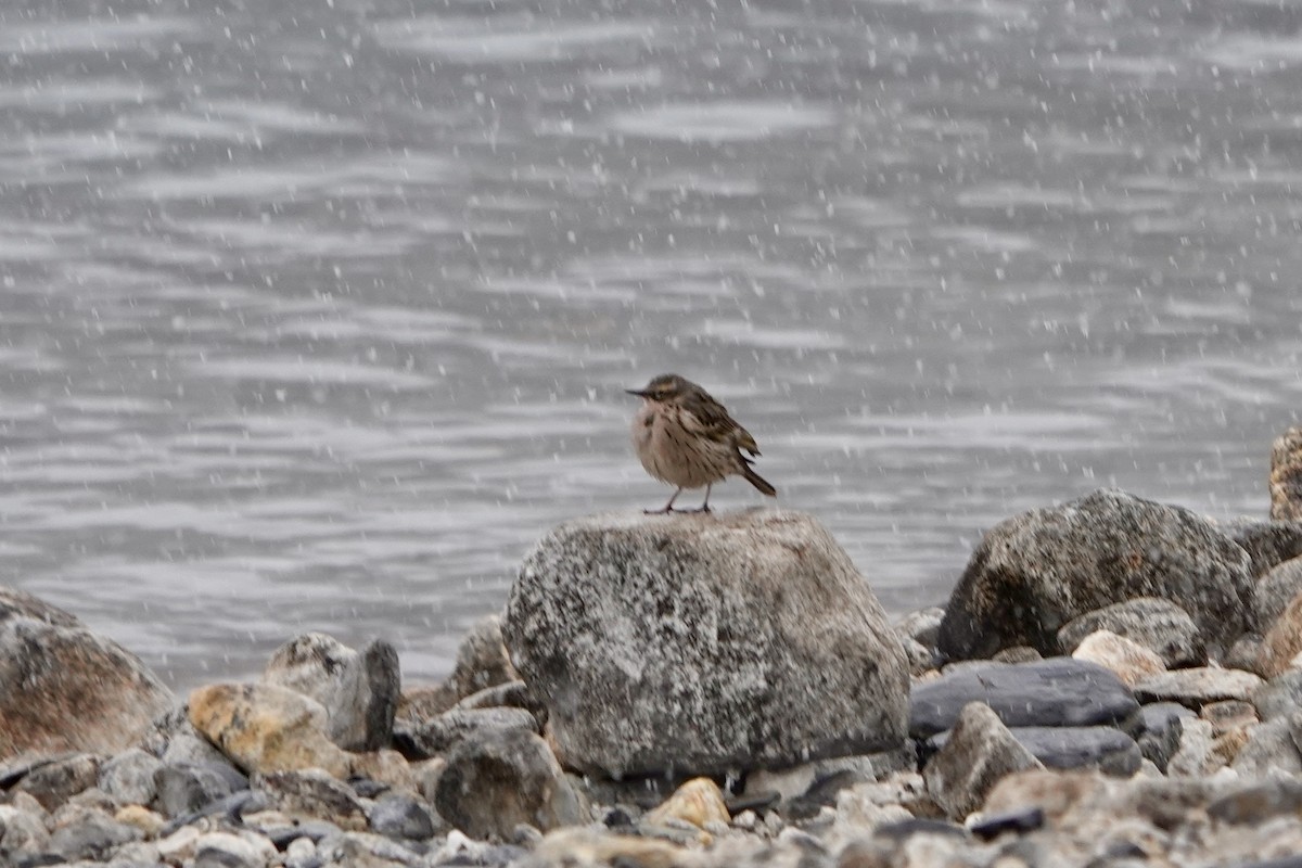 Rosy Pipit - ML641611279