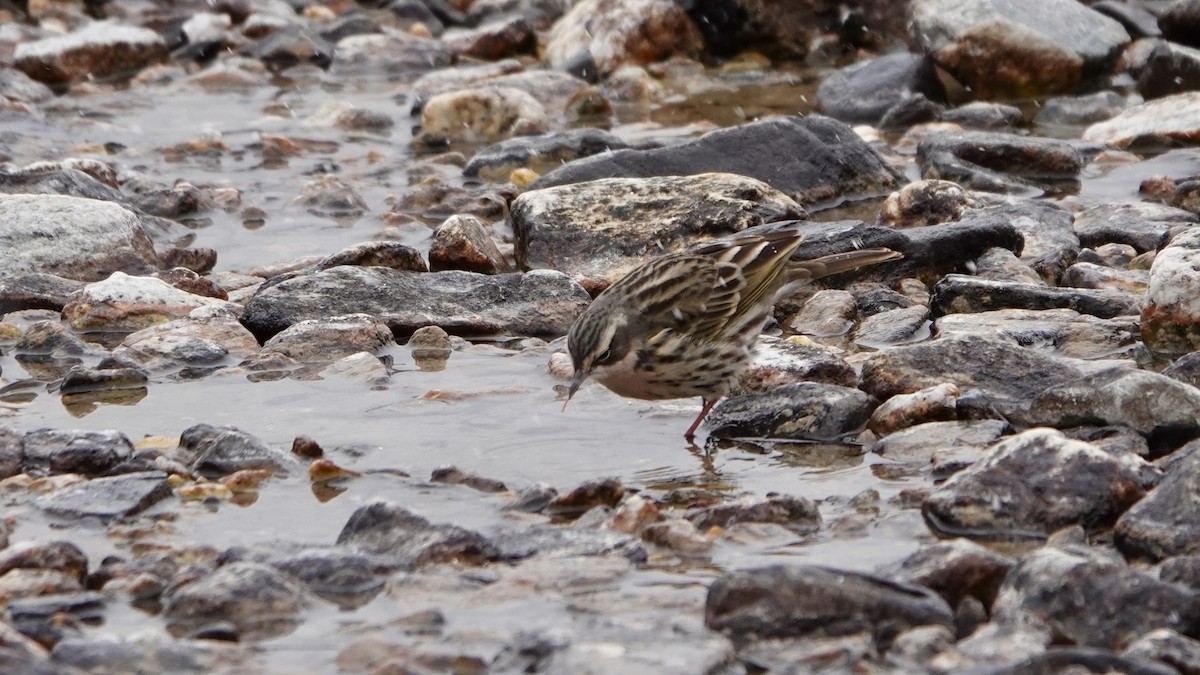 Rosy Pipit - ML641611280