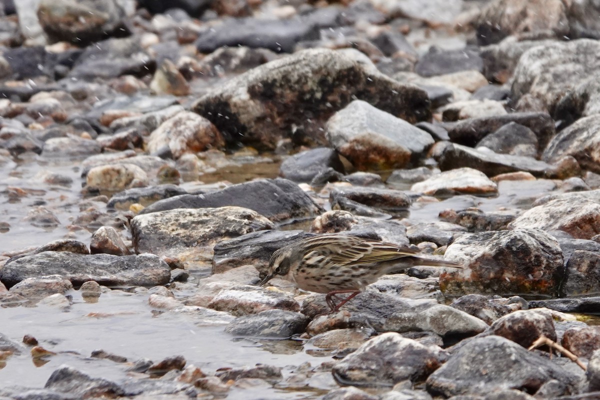 Rosy Pipit - ML641611281