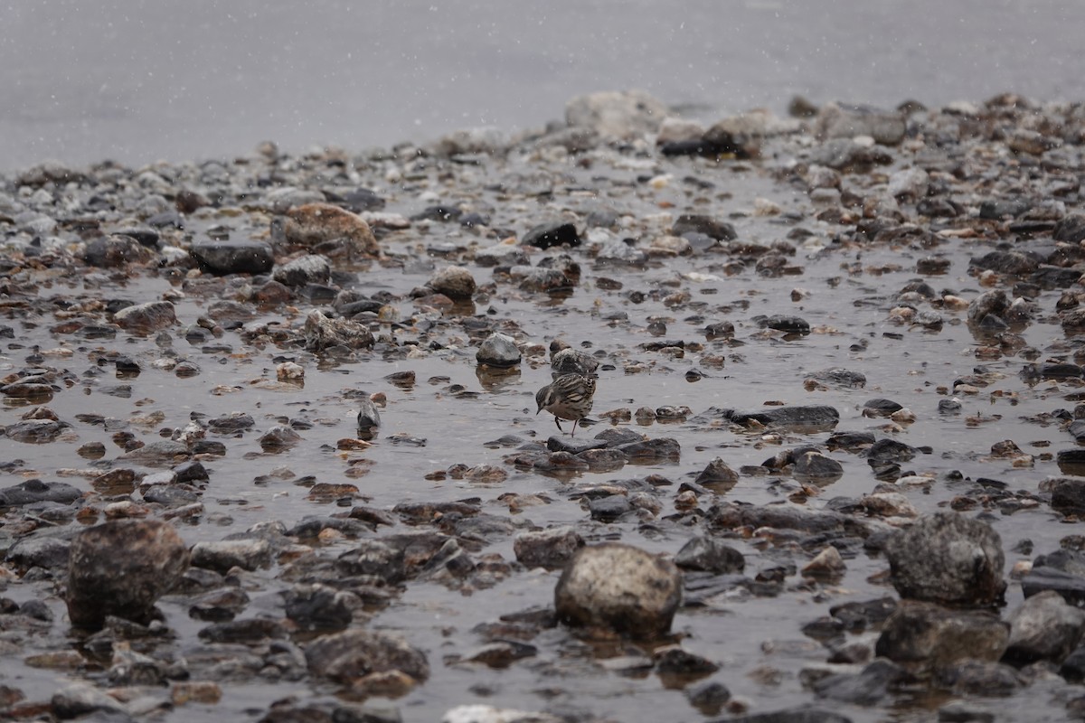 Rosy Pipit - ML641611282