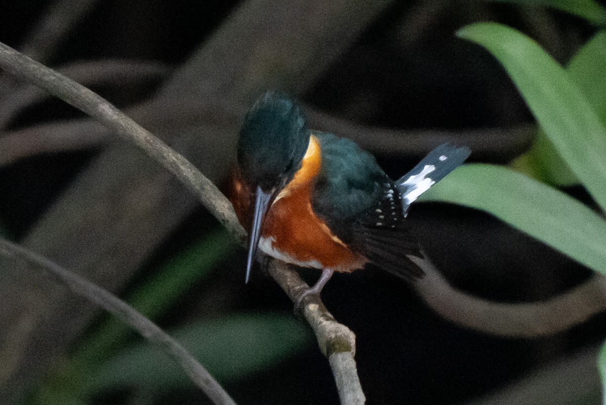 American Pygmy Kingfisher - ML641611291