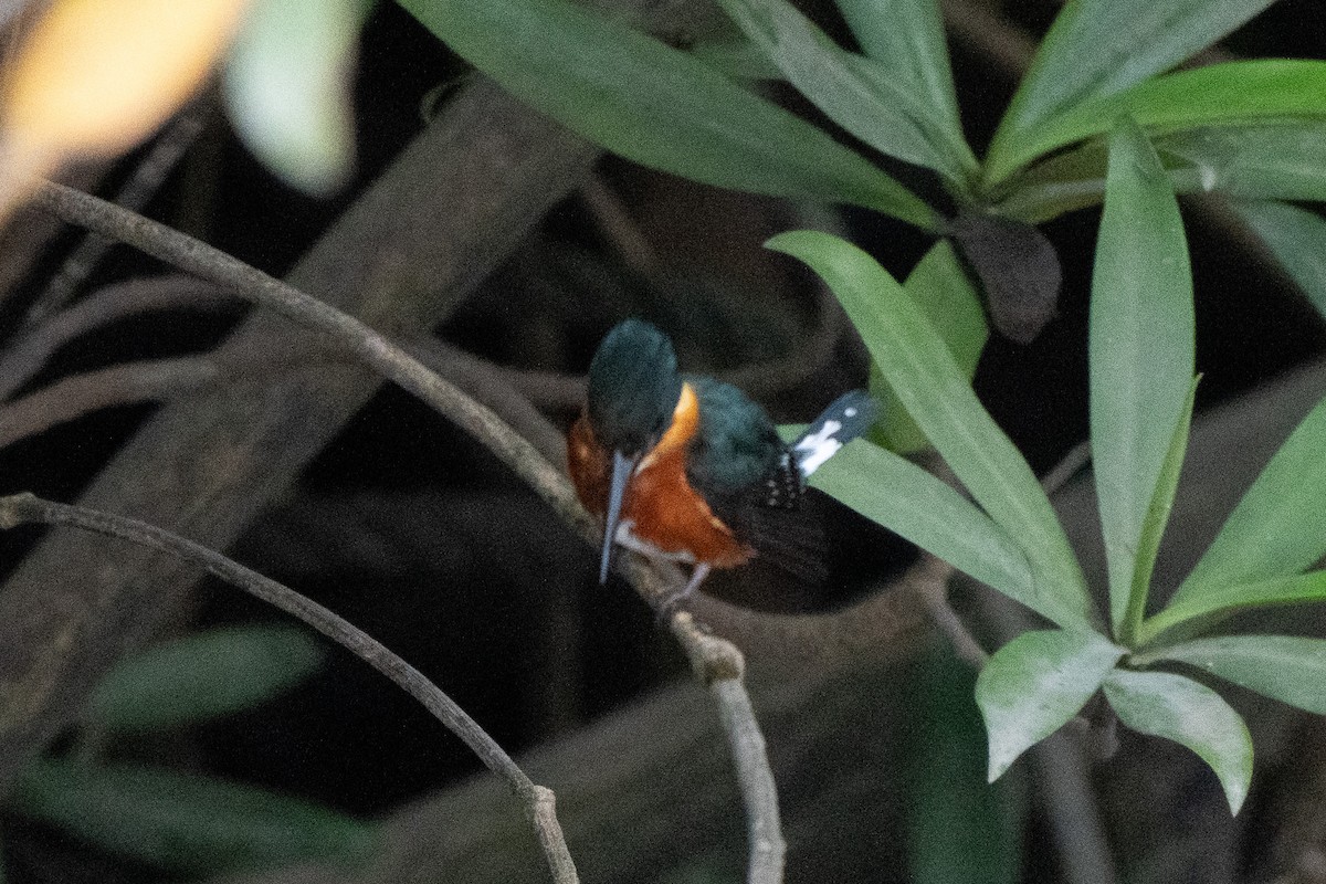 American Pygmy Kingfisher - ML641611292
