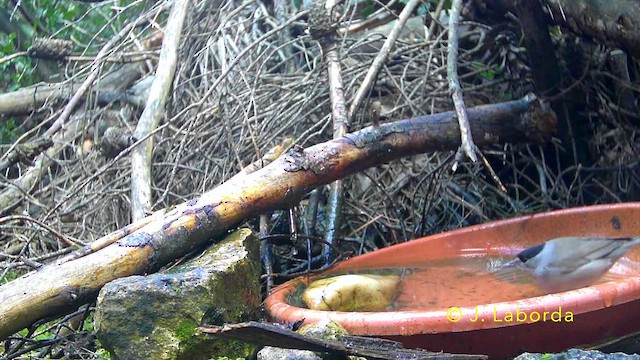 Eurasian Blackcap - ML641611331