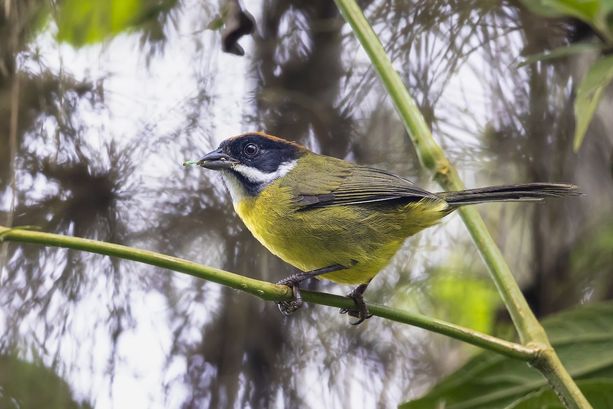 Moustached Brushfinch (Moustached) - ML641611348