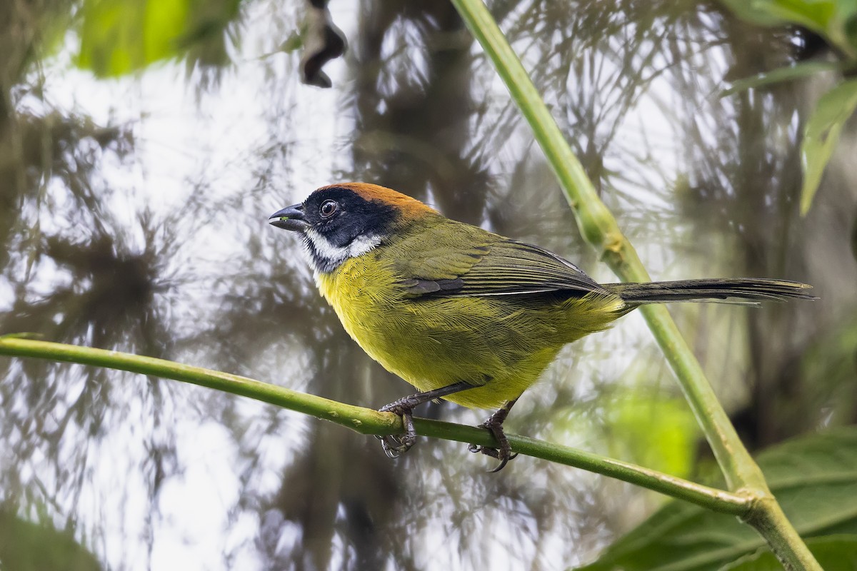 Moustached Brushfinch (Moustached) - ML641611349