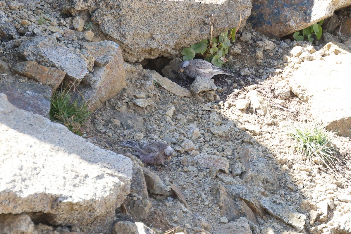 Gray-crowned Rosy-Finch - ML641611364