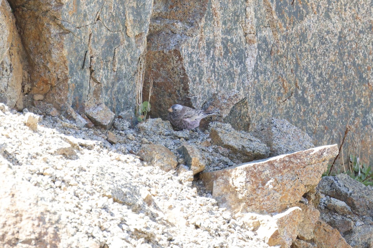 Gray-crowned Rosy-Finch - ML641611365