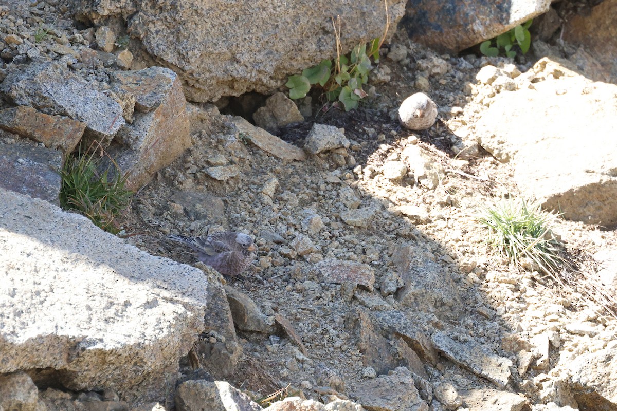 Gray-crowned Rosy-Finch - ML641611366