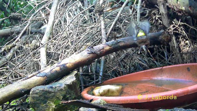 European Serin - ML641611367