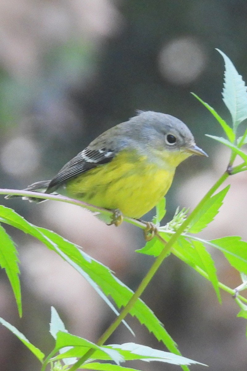 Magnolia Warbler - ML641611391