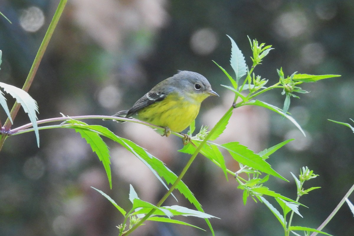 Magnolia Warbler - ML641611392