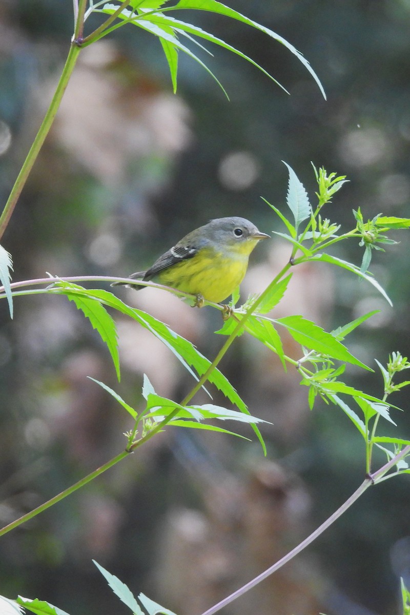 Magnolia Warbler - ML641611393