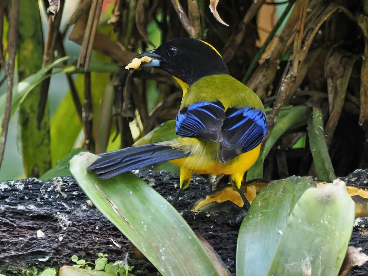 Black-chinned Mountain Tanager - ML641611419