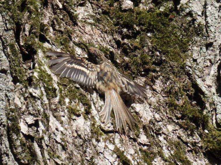 Brown Creeper - ML641611490