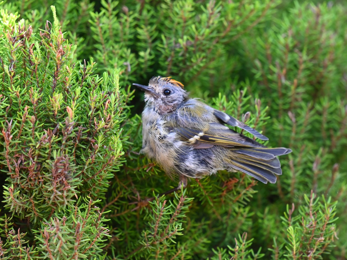 Goldcrest - ML641611502