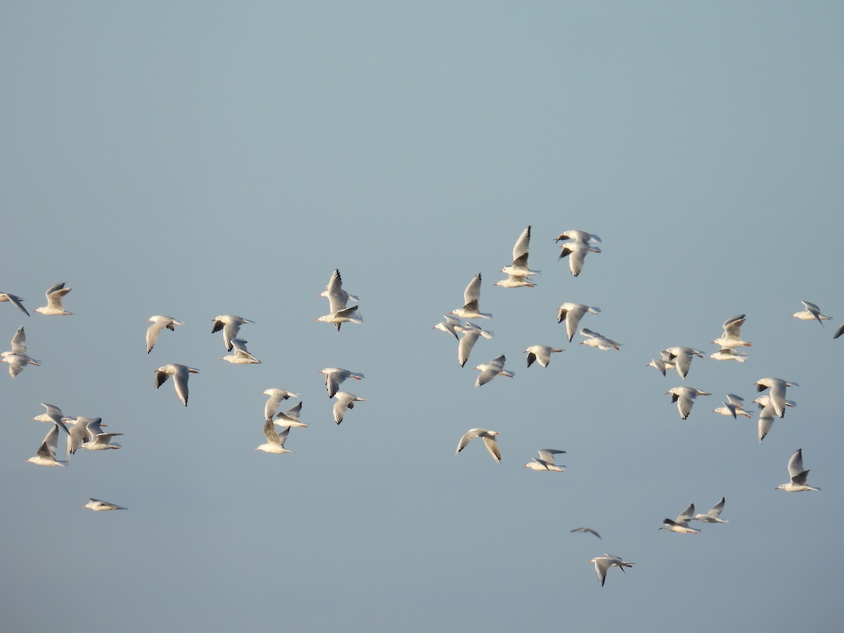 Slender-billed Gull - ML641611520