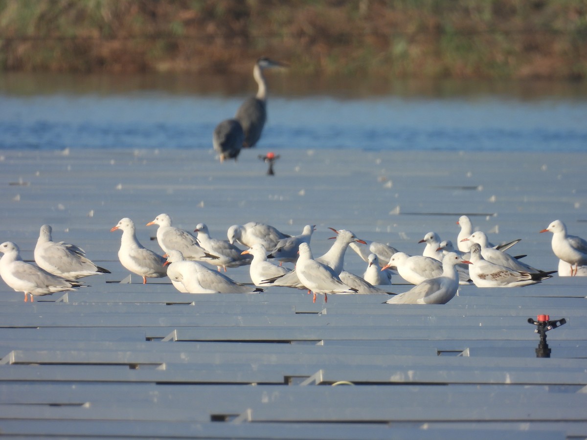 Slender-billed Gull - ML641611521