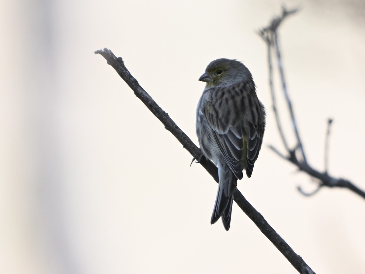 Island Canary - ML641611533