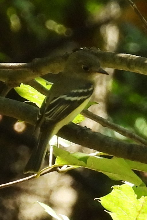 Least Flycatcher - ML641611534