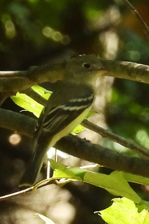 Least Flycatcher - ML641611535
