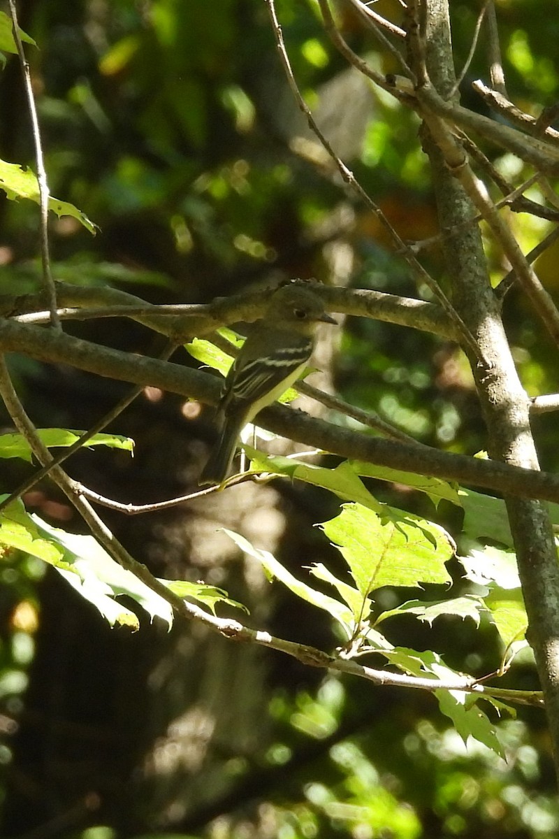Least Flycatcher - ML641611536