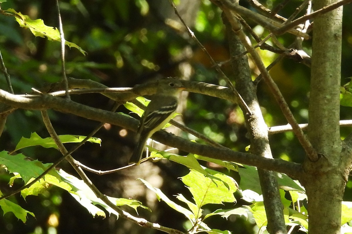 Least Flycatcher - ML641611537