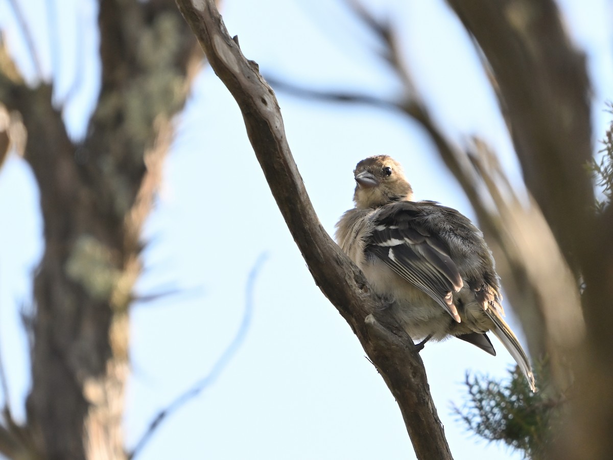 Azores Chaffinch - ML641611540