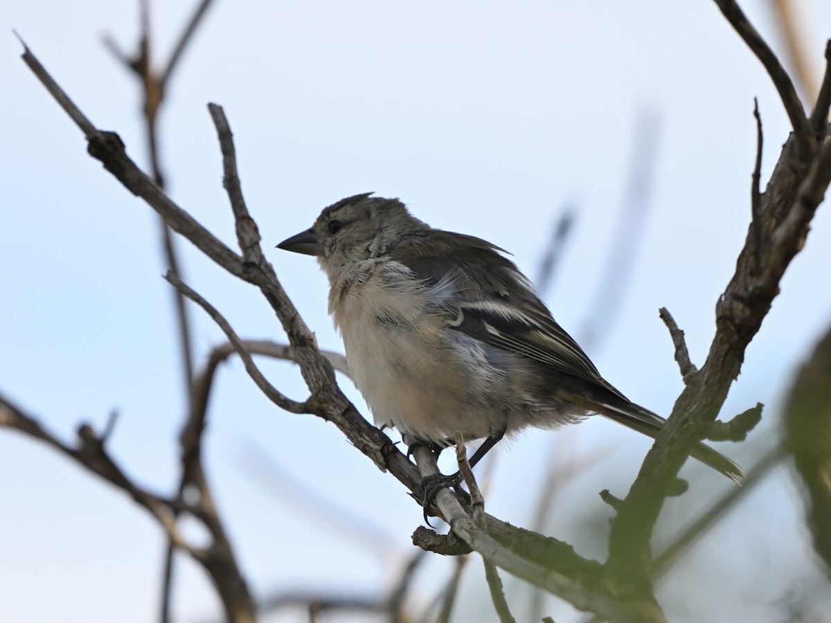 Azores Chaffinch - ML641611542