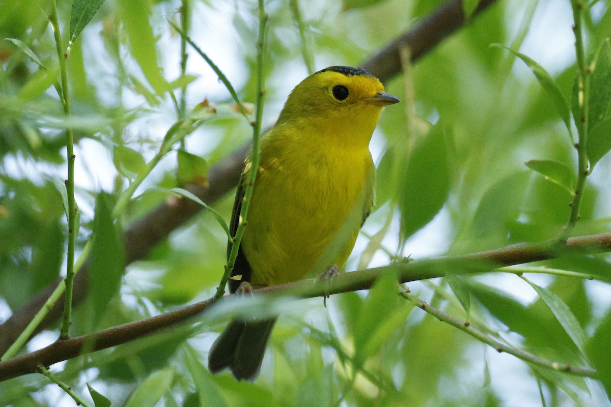kalottparula - ML641611546