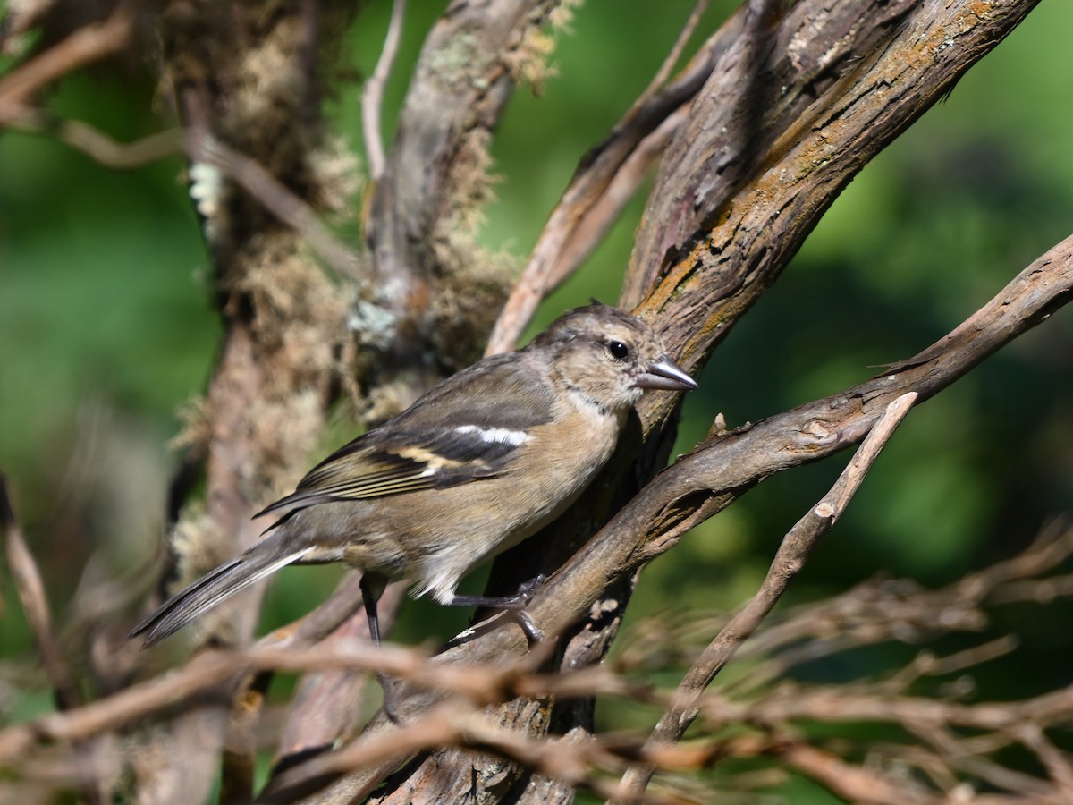 Azores Chaffinch - ML641611551