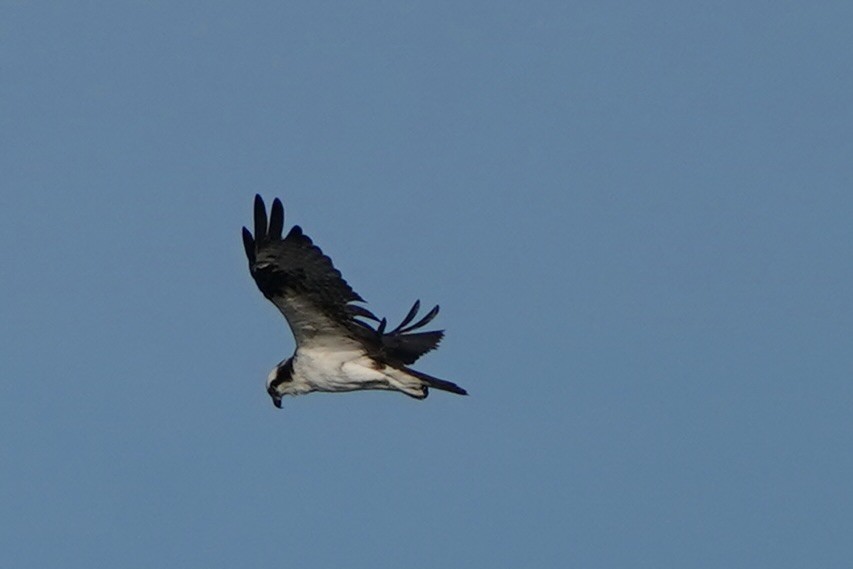 Falco pescatore - ML641611685