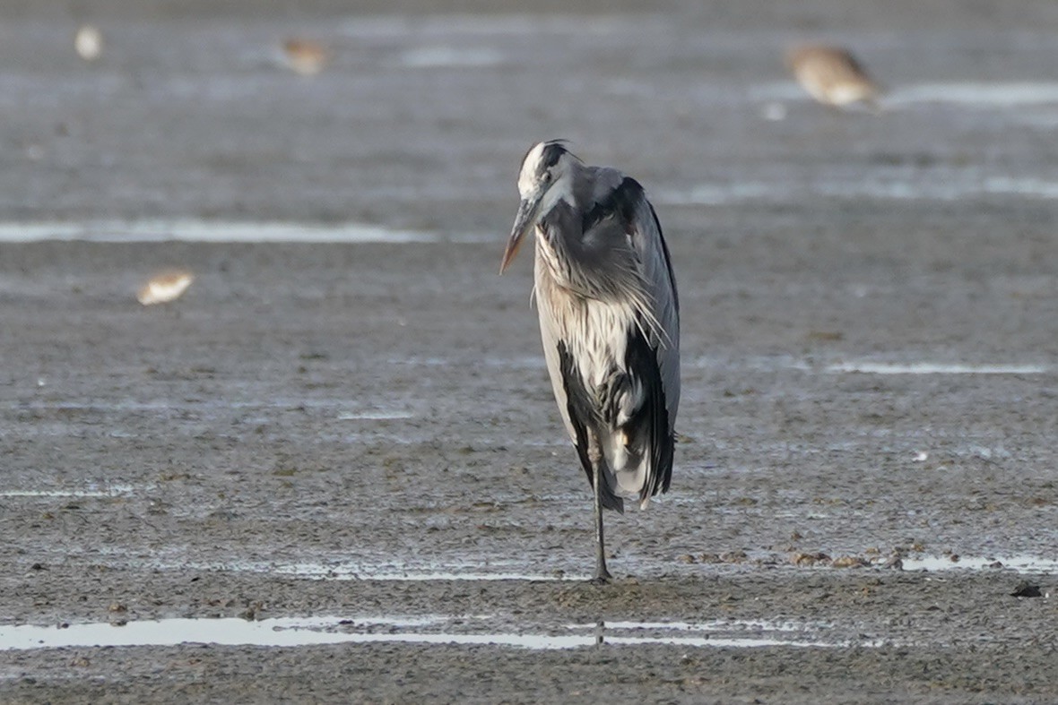 Great Blue Heron - ML641611691