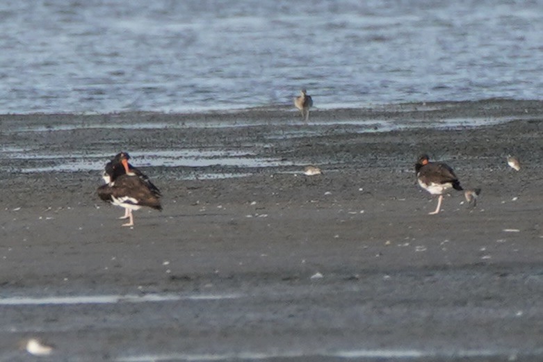 American Oystercatcher - ML641611732