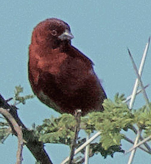 Chestnut Sparrow - ML641611738