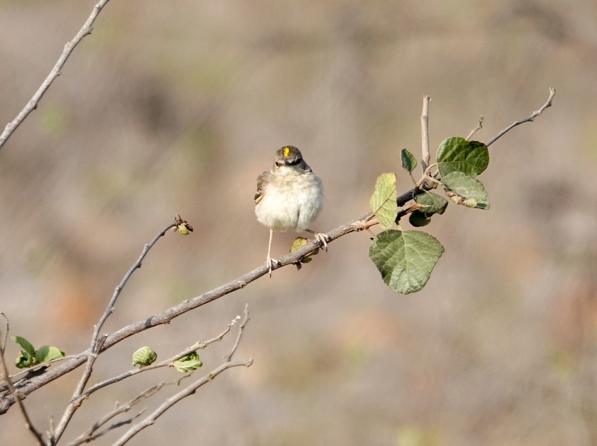 Short-tailed Field Tyrant - ML641611779