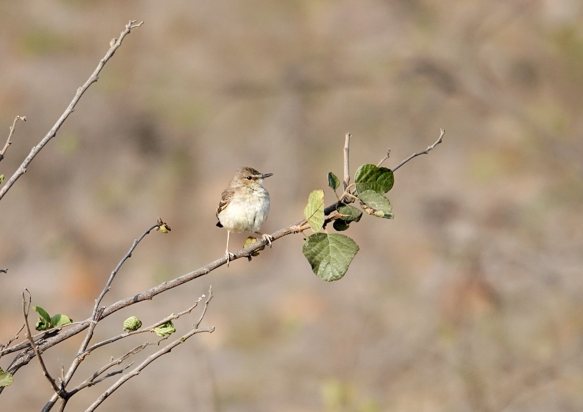 Short-tailed Field Tyrant - ML641611780
