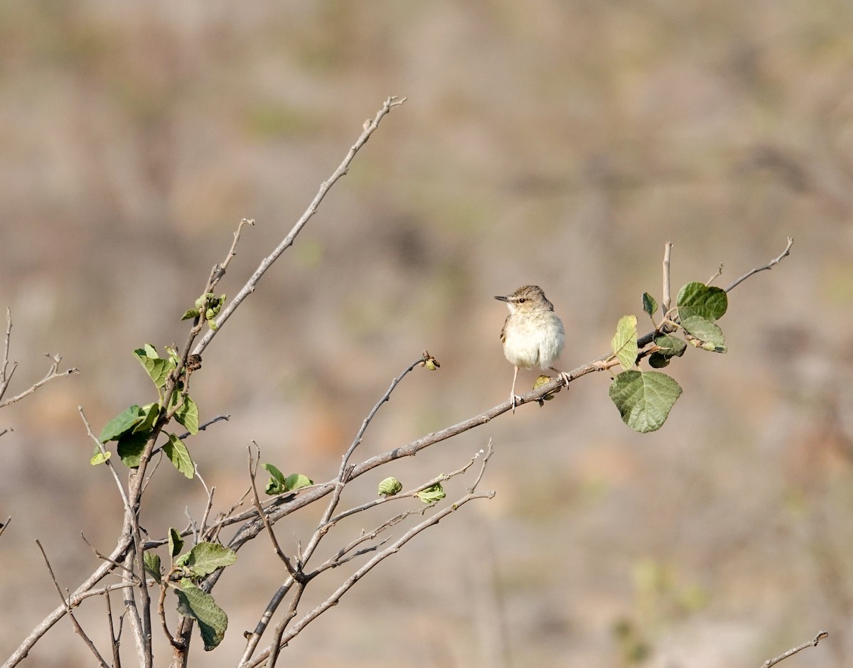 Short-tailed Field Tyrant - ML641611781